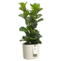 eden 25cm linen white